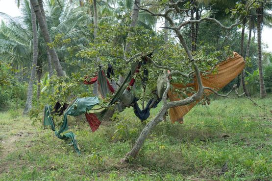 Arbre India by Michel Francois contemporary artwork Photography