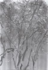Miscellaneous Various Flower by He Duoling contemporary artwork drawing works on paper