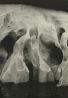 Archival Plate 03 by Samim Alam Beg contemporary artwork Print