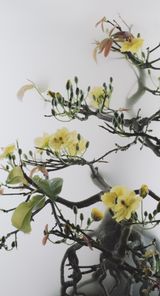 Still Life 014 - Yellow Mai flower by Wu Chi-Tsung contemporary artwork moving image