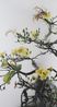 Still Life 014 - Yellow Mai flower by Wu Chi-Tsung contemporary artwork Moving Image