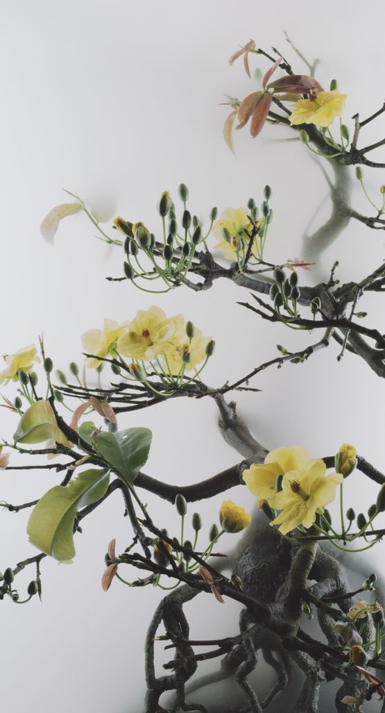 Still Life 014 - Yellow Mai flower by Wu Chi-Tsung contemporary artwork Moving Image