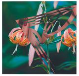Untitled by James Rosenquist contemporary artwork painting