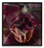 Old Maid by Andra Ursuta contemporary artwork Photography
