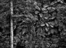 Mentawai climbing a gigantic tree to collect durian fruit Siberut Island West Sumatra Indonesia by Sebastiao Salgado contemporary artwork Photography