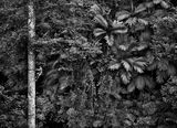 Mentawai climbing a gigantic tree to collect durian fruit Siberut Island West Sumatra Indonesia by Sebastiao Salgado contemporary artwork photography