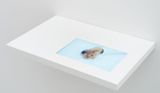 Animalized by Joyce Ho contemporary artwork installation moving image