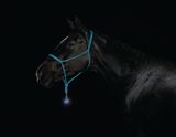 Day for Night Alejandra horse Oratia by Greta Anderson contemporary artwork photography