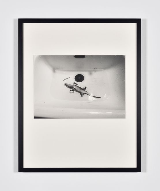 Caiman by Lothar Baumgarten contemporary artwork Photography