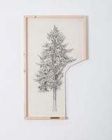 Picea Abies by Kitti Gosztola contemporary artwork drawing painting works on paper