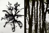 Nature Series 1  14 by Barbara Edelstein contemporary artwork drawing painting works on paper