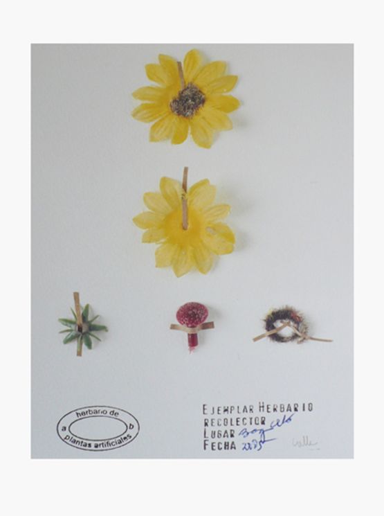 Proyecto Herbario de Plantas Artificiales  by Alberto Baraya contemporary artwork Photography
