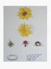 Proyecto Herbario de Plantas Artificiales by Alberto Baraya contemporary artwork Photography