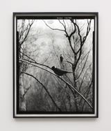Sixth beast by Gerard Byrne contemporary artwork photography