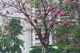 Em uma arvore em uma tarde by Brigida Baltar contemporary artwork photography