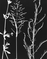 Untitled by The Estate Of Anwar Jalal Shemza contemporary artwork photography