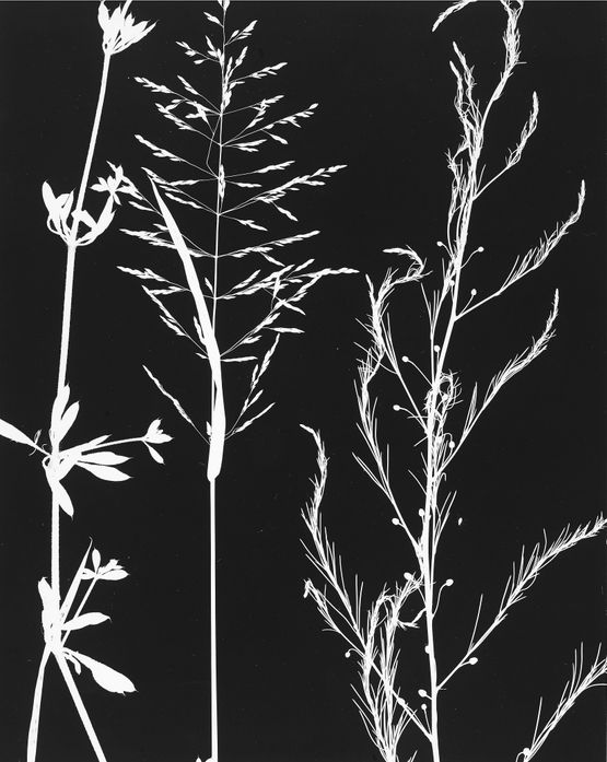 Untitled by The Estate Of Anwar Jalal Shemza contemporary artwork Photography