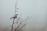 Recent Species of The New World -- Varient12 by Robert Zhao Renhui contemporary artwork photography
