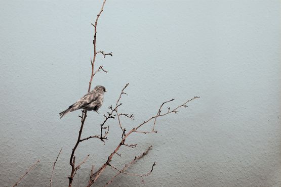 Recent Species of The New World -- Varient12 by Robert Zhao Renhui contemporary artwork Photography