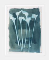 Zantedeschia aethiopica Calla Lilies by Joy Gregory contemporary artwork photography works on paper
