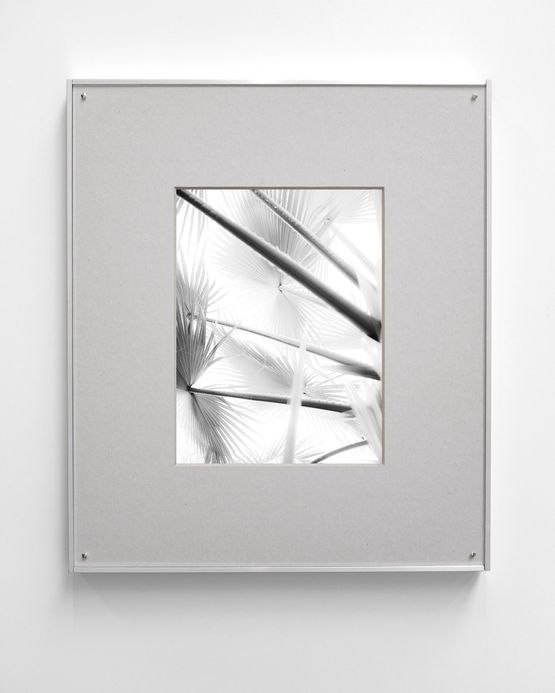 Plant VII Negative by Sybren Vanoverberghe contemporary artwork Works on Paper