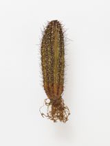 I like the flowers Tricocereus Pasacana by Julius Von Bismarck contemporary artwork sculpture