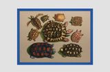 Large and Small Turtles from America Ceylon and Amboina by Gabriela Bettini contemporary artwork painting