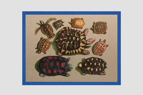 Large and Small Turtles from America Ceylon and Amboina by Gabriela Bettini contemporary artwork Painting