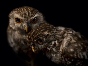 Ruru Pair South Canterbury Museum by Fiona Pardington contemporary artwork print
