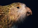 Kakapo South Canterbury Museum by Fiona Pardington contemporary artwork Print
