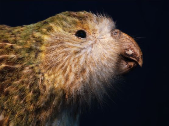 Kakapo South Canterbury Museum by Fiona Pardington contemporary artwork Print