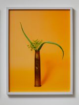 The Kept Woman by Ann Shelton contemporary artwork photography
