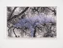 Numbers and Trees Tanzania Series 3 Acacia Tree 1 Ikizu by Charles Gaines contemporary artwork Mixed Media