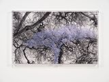 Numbers and Trees Tanzania Series 3 Acacia Tree 1 Ikizu by Charles Gaines contemporary artwork mixed media