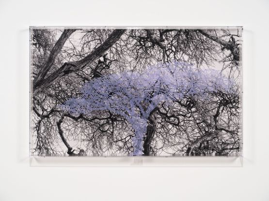 Numbers and Trees Tanzania Series 3 Acacia Tree 1 Ikizu by Charles Gaines contemporary artwork Mixed Media