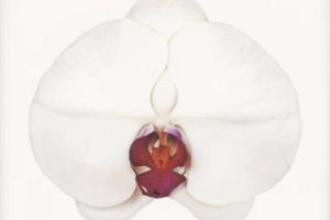 Marc Quinn