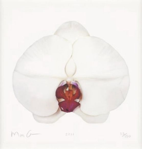 White Orchid by Marc Quinn contemporary artwork Painting