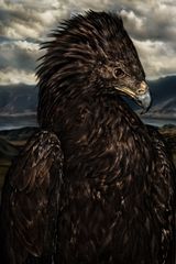 Aquila chrysaetos II Mongolia by Mario Testino contemporary artwork photography