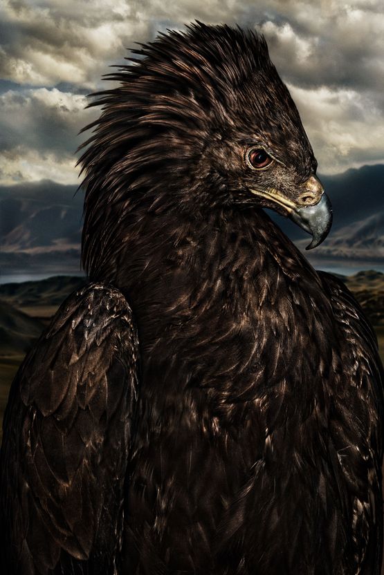 Aquila chrysaetos II Mongolia by Mario Testino contemporary artwork Photography