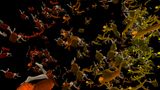 Murmuration by Julie Rrap contemporary artwork moving image