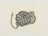 Revival Series II 2 The Everlasting Lotus Pod by Eddie Lui contemporary artwork drawing works on paper