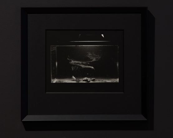 Colloid Study 1 Process Study by Joyce Campbell contemporary artwork Photography