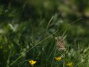 Elderly Painted Lady Butterfly Italy by Lucas Foglia contemporary artwork Print