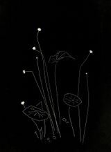 Lotus Lake by Lang Jingshan contemporary artwork photography