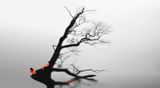 Late Autumn by Quynh Dong contemporary artwork moving image