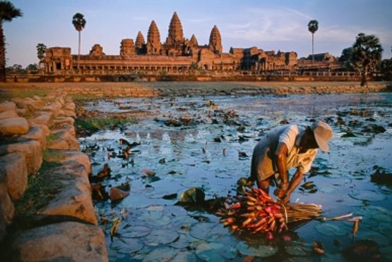 Lotus Gatherer Cambodia by Steve Mccurry contemporary artwork Print
