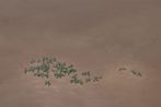 Wild Vegetables in the Wind No. 5 by Yan Bing contemporary artwork Painting