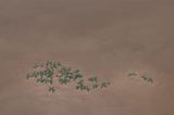 Wild Vegetables in the Wind No. 5 by Yan Bing contemporary artwork painting works on paper