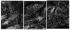 14.5.1995. Cascade Cove Tauwhare Rock shelter and Midden excavation. Tamatea-Dusky Sound by Mark Adams contemporary artwork Photography