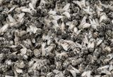 Song Sting Swarm 2 by Anne Noble contemporary artwork photography